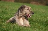 IRISH WOLFHOUND 396